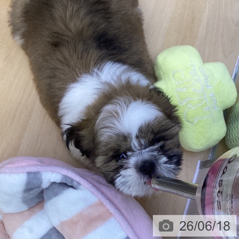 香川県のシーズー (ペットプラス 綾川店/2026年4月6日生まれ/女の子/ゴールドホワイト)の子犬の4枚目の画像