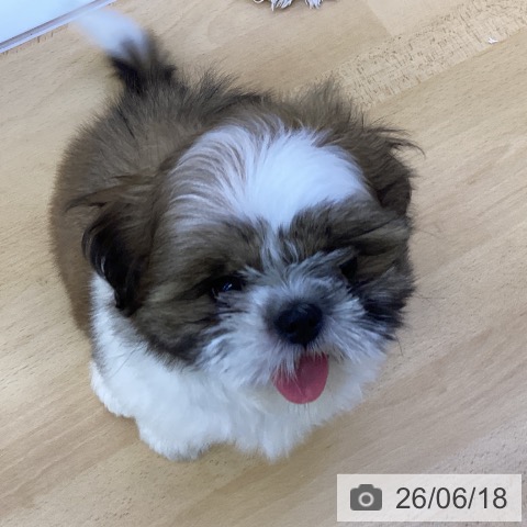 香川県のシーズー (ペットプラス 綾川店/2026年4月6日生まれ/女の子/ゴールドホワイト)の子犬の3枚目の画像