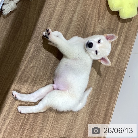 鳥取県の柴犬(標準サイズ) (ペッツワン 日吉津店/2026年4月8日生まれ/男の子/白)の子犬の4枚目の画像
