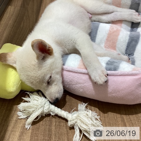 鳥取県の柴犬(標準サイズ) (ペッツワン 日吉津店/2026年4月8日生まれ/男の子/白)の子犬の3枚目の画像
