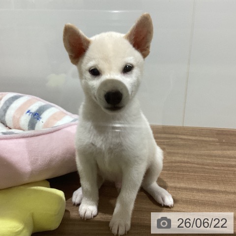 鳥取県の柴犬(標準サイズ) (ペッツワン 日吉津店/2026年4月8日生まれ/男の子/白)の子犬の4枚目の画像