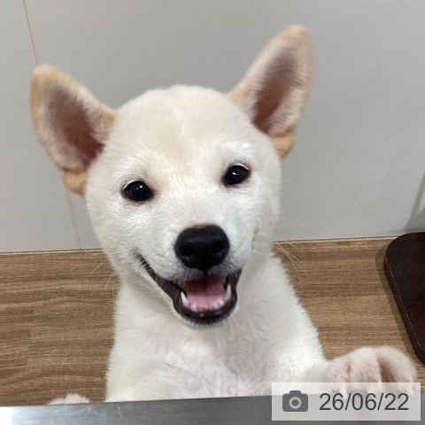 鳥取県の柴犬(標準サイズ) (ペッツワン 日吉津店/2026年4月8日生まれ/男の子/白)の子犬の3枚目の画像