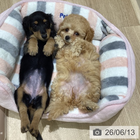 ミニチュア・ダックスフンドの写真