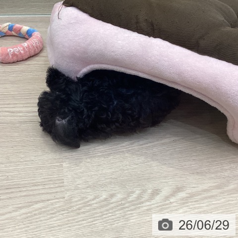 千葉県のトイプードル(トイ) (ペットプラス 幕張新都心店/2026年4月8日生まれ/男の子/ブラック)の子犬の3枚目の画像