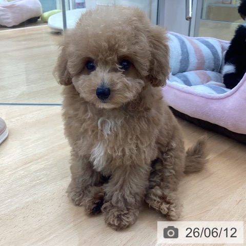 埼玉県のトイプードル(トイ) (ペットプラス 羽生店/2026年4月7日生まれ/男の子/アプリコット)の子犬の4枚目の画像