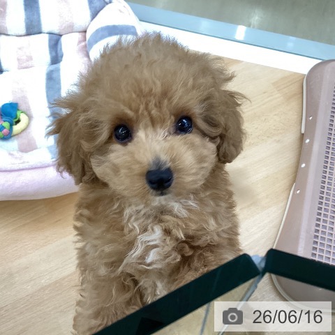埼玉県のトイプードル(トイ) (ペットプラス 羽生店/2026年4月7日生まれ/男の子/アプリコット)の子犬の3枚目の画像
