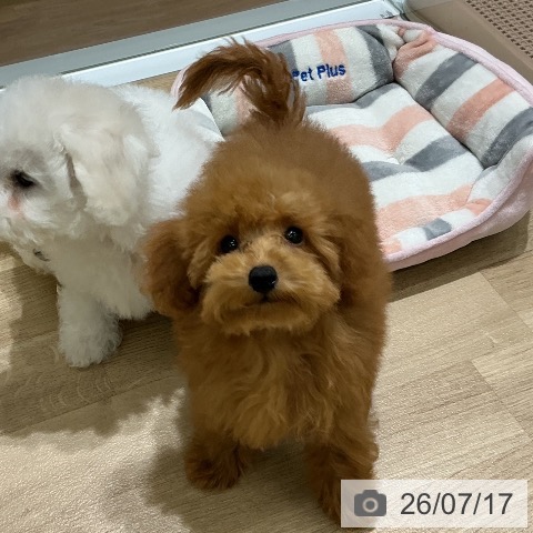 宮城県のトイプードル(トイ) (ペットプラス 名取店/2026年4月7日生まれ/男の子/アプリコット)の子犬の4枚目の画像