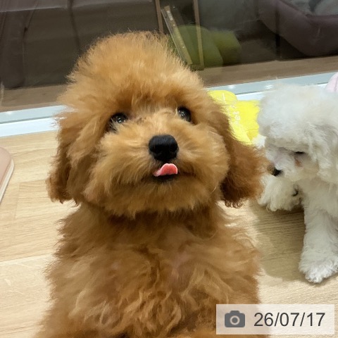宮城県のトイプードル(トイ) (ペットプラス 名取店/2026年4月7日生まれ/男の子/アプリコット)の子犬の3枚目の画像