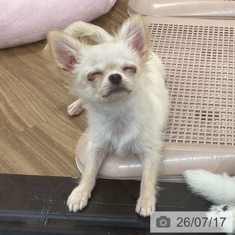 茨城県のチワワ(ロング) (ペッツワン 阿見店/2026年4月6日生まれ/女の子/クリーム)の子犬の4枚目の画像