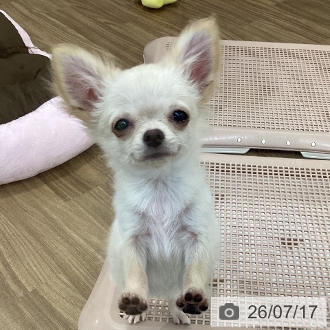 茨城県のチワワ(ロング) (ペッツワン 阿見店/2026年4月6日生まれ/女の子/クリーム)の子犬の3枚目の画像