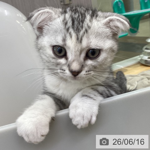 香川県のスコティッシュフォールド (ペットプラス 綾川店/2026年4月9日生まれ/女の子/シルバータビー)の子猫の4枚目の画像