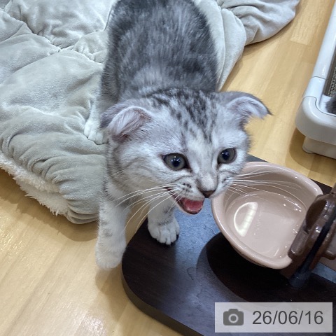 香川県のスコティッシュフォールド (ペットプラス 綾川店/2026年4月9日生まれ/女の子/シルバータビー)の子猫の4枚目の画像