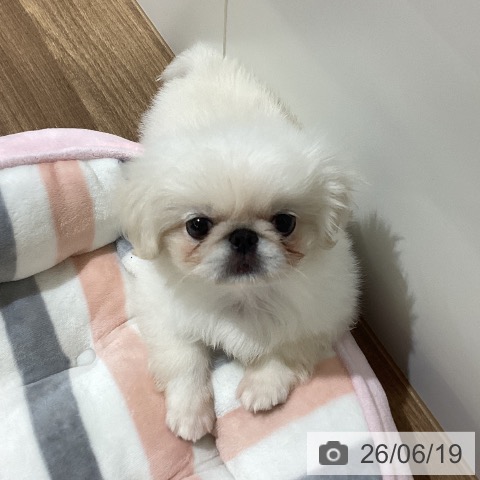 ペキニーズの写真