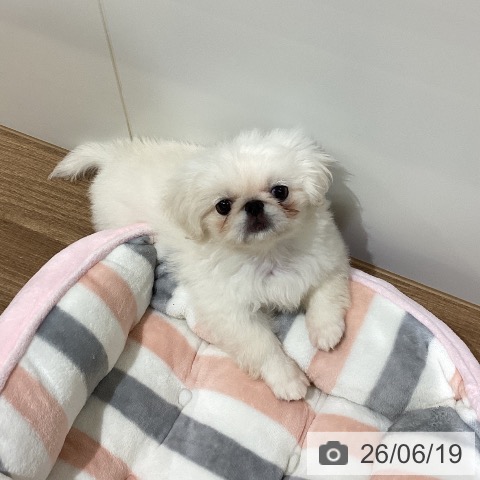 ペキニーズの写真