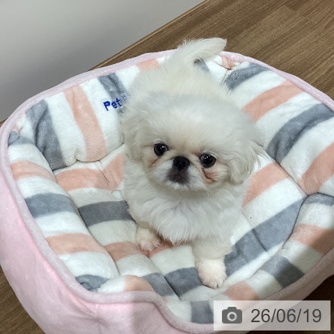 ペキニーズの写真