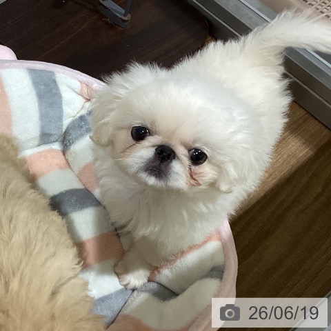 ペキニーズの写真