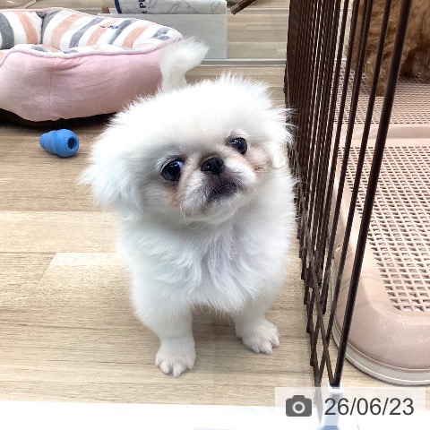 愛媛県のペキニーズ (ペットプラス 新居浜店/2026年4月8日生まれ/女の子/ホワイト)の子犬の3枚目の画像