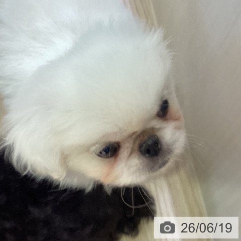 ペキニーズの写真