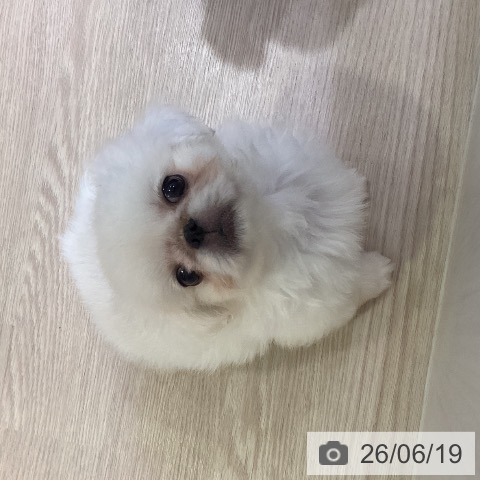 ペキニーズの写真