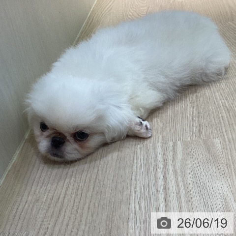 ペキニーズの写真