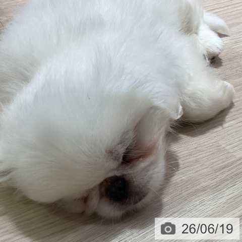 岡山県のペキニーズ (ペットプラス 岡山店/2026年4月8日生まれ/女の子/ホワイト)の子犬の4枚目の画像