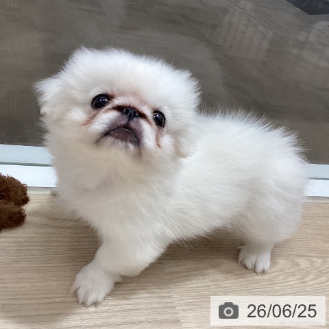 徳島県のペキニーズ (ペットプラス 徳島店/2026年4月8日生まれ/女の子/ホワイト)の子犬の3枚目の画像
