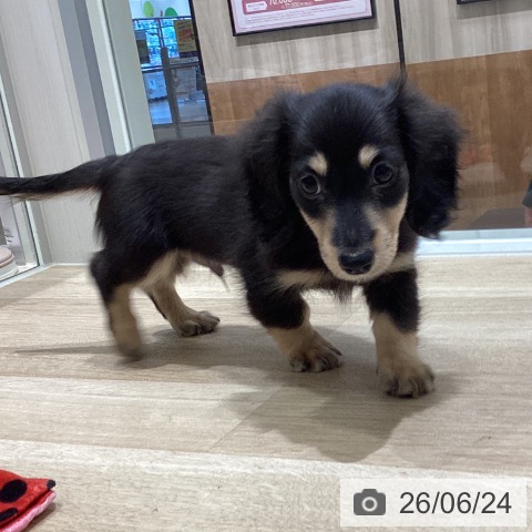 宮城県のミニチュアダックスフンド(ロング) (ペットプラス 仙台上杉店/2026年4月11日生まれ/男の子/ブラックイエロー)の子犬の4枚目の画像