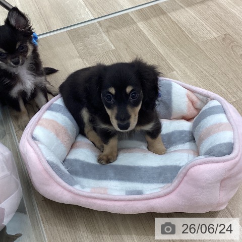 宮城県のミニチュアダックスフンド(ロング) (ペットプラス 仙台上杉店/2026年4月11日生まれ/男の子/ブラックイエロー)の子犬の3枚目の画像