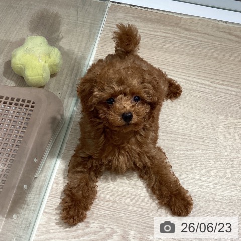 鳥取県のトイプードル(トイ) (ペッツワン 日吉津店/2026年3月26日生まれ/男の子/レッド)の子犬の4枚目の画像