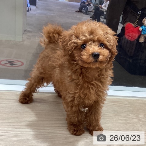鳥取県のトイプードル(トイ) (ペッツワン 日吉津店/2026年3月26日生まれ/男の子/レッド)の子犬の3枚目の画像