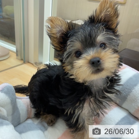 埼玉県のヨークシャーテリア (ペットプラス 浦和美園店/2026年4月15日生まれ/男の子/スチールブルータン)の子犬の4枚目の画像