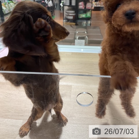 神奈川県のカニンヘンダックスフンド(ロング) (ペットプラス 湘南平塚店/2026年4月3日生まれ/女の子/チョコレートタン)の子犬の4枚目の画像