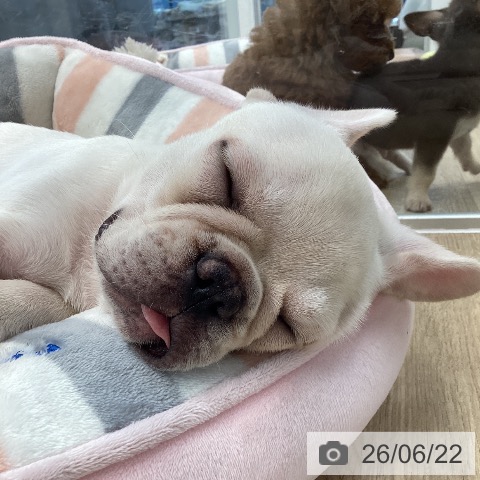 愛媛県のフレンチブルドッグ (ペットプラス 新居浜店/2026年4月12日生まれ/女の子/クリーム)の子犬の4枚目の画像