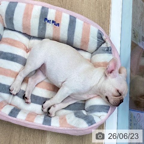 愛媛県のフレンチブルドッグ (ペットプラス 新居浜店/2026年4月12日生まれ/女の子/クリーム)の子犬の3枚目の画像