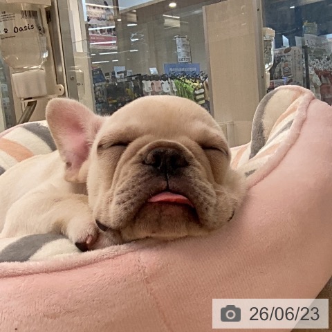 愛媛県のフレンチブルドッグ (ペットプラス 新居浜店/2026年4月12日生まれ/女の子/クリーム)の子犬の3枚目の画像