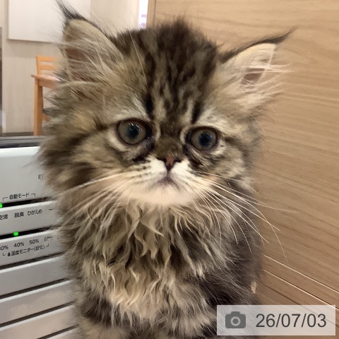 岡山県のペルシャ (ペットプラス 岡山店/2026年4月17日生まれ/女の子/ブラウンタビー)の子猫の3枚目の画像