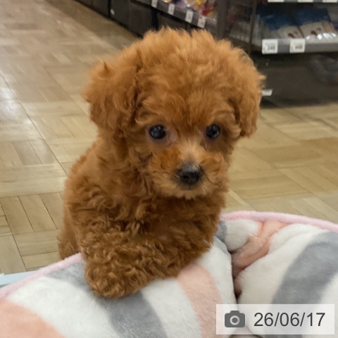 千葉県のトイプードル(トイ) (ペッツワン 千葉ニュータウン店/2026年4月13日生まれ/男の子/レッド)の子犬の3枚目の画像