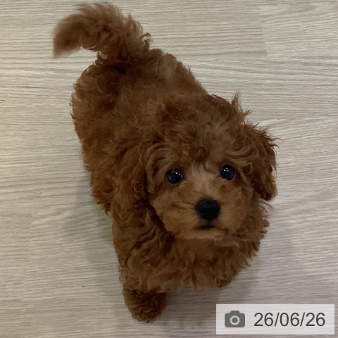 岡山県のトイプードル(トイ) (ペットプラス 岡山店/2026年4月13日生まれ/男の子/レッド)の子犬の3枚目の画像