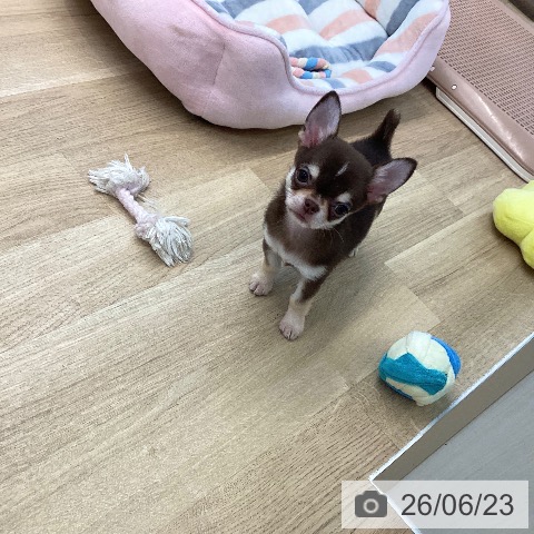 愛媛県のチワワ(ロング) (ペットプラス 新居浜店/2026年4月16日生まれ/男の子/チョコレートクリームホワイト)の子犬の3枚目の画像