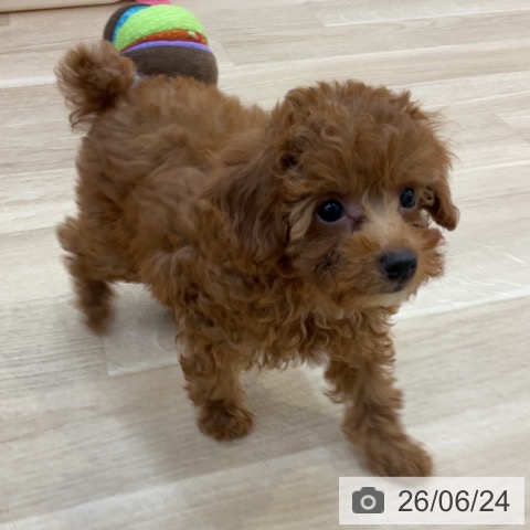 長野県のトイプードル(トイ) (ペットプラス 上田店/2026年4月13日生まれ/女の子/オレンジフォーン)の子犬の4枚目の画像