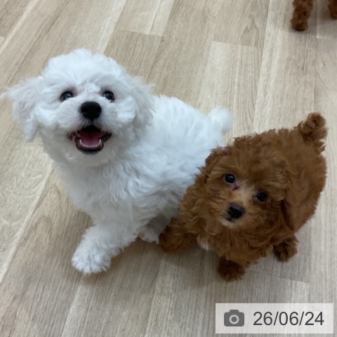 長野県のトイプードル(トイ) (ペットプラス 上田店/2026年4月13日生まれ/女の子/オレンジフォーン)の子犬の3枚目の画像