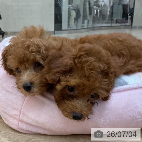 長野県のトイプードル(トイ) (ペットプラス 上田店/2026年4月13日生まれ/女の子/オレンジフォーン)の子犬の3枚目の画像