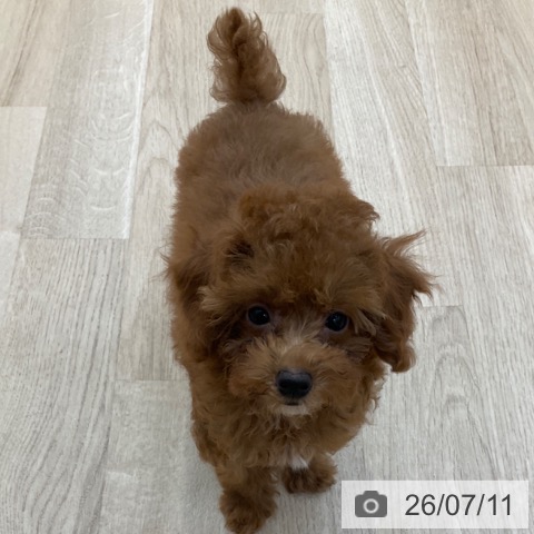 長野県のトイプードル(トイ) (ペットプラス 上田店/2026年4月13日生まれ/女の子/オレンジフォーン)の子犬の3枚目の画像