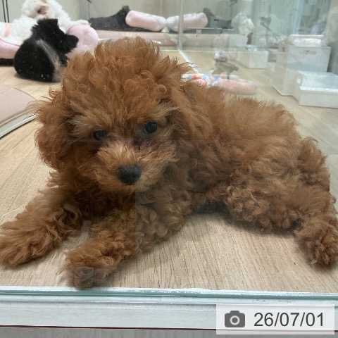 宮城県のトイプードル(トイ) (ペットプラス 仙台泉大沢店/2026年4月13日生まれ/女の子/オレンジフォーン)の子犬の4枚目の画像