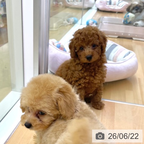 香川県のトイプードル(トイ) (ペットプラス 高松店/2026年4月16日生まれ/男の子/レッドフォーン)の子犬の3枚目の画像