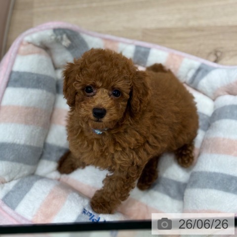 千葉県のトイプードル(トイ) (ペットプラス 木更津店/2026年4月16日生まれ/男の子/レッドフォーン)の子犬の3枚目の画像