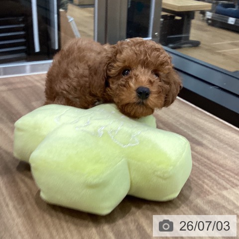 岡山県のトイプードル(トイ) (ペッツワン 岡山南店/2026年4月16日生まれ/男の子/レッド)の子犬の4枚目の画像