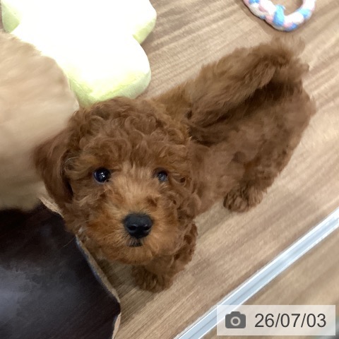 岡山県のトイプードル(トイ) (ペッツワン 岡山南店/2026年4月16日生まれ/男の子/レッド)の子犬の3枚目の画像