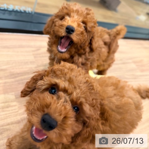 岡山県のトイプードル(トイ) (ペッツワン 岡山南店/2026年4月16日生まれ/男の子/レッド)の子犬の3枚目の画像