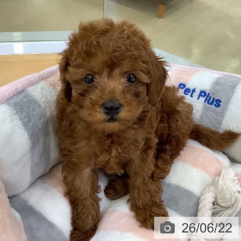 埼玉県のトイプードル(トイ) (ペットプラス 羽生店/2026年4月16日生まれ/男の子/レッド)の子犬の4枚目の画像